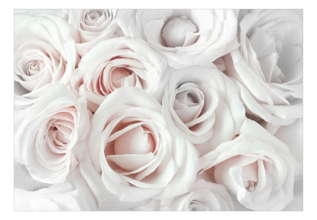 Fototapeta - Saténová růže (růžová)