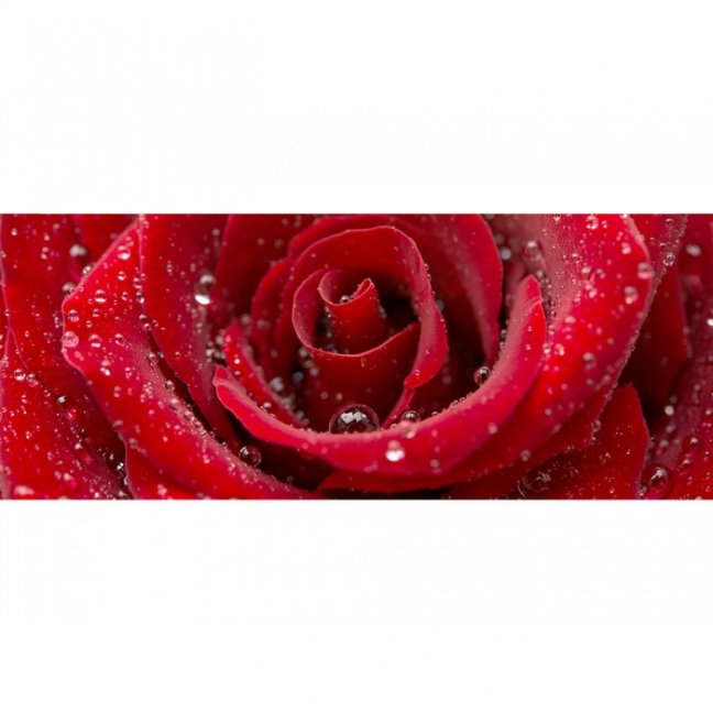 Panoramatická fototapeta - Červená růže