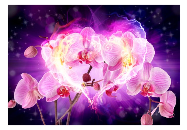 Fototapeta - Orchidey v plameňoch
