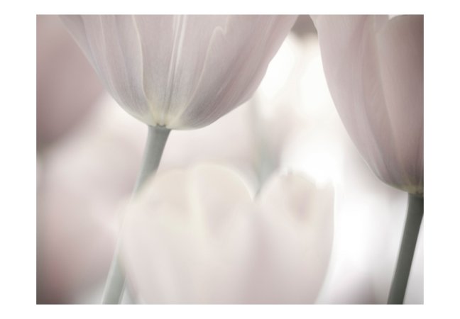 Fototapeta - Tulipány - černé a bílé