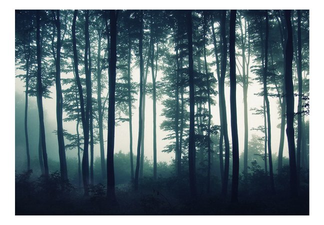 Fototapeta  - Tmavý les