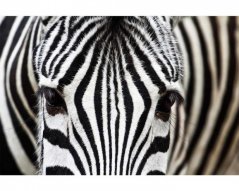 Fototapeta - Pohled zebry