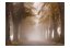 Fototapeta - Stromořadí v mlze