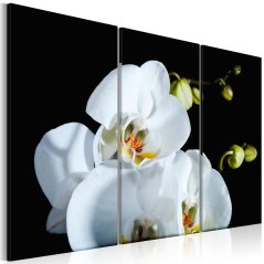 Obraz - Zasněžená orchidej