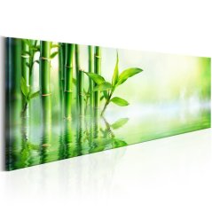 Obraz - Zelený bambus