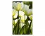 Fototapeta - Biele tulipány