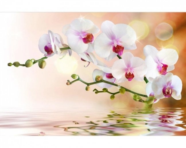 Fototapeta - Bílá orchidej X