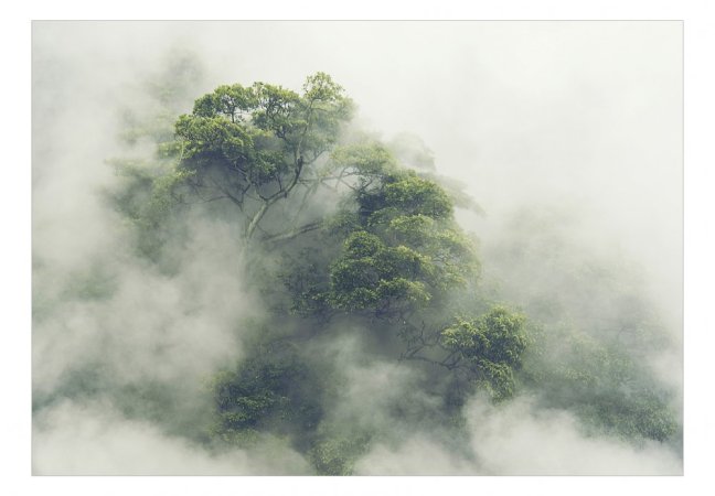 Samolepiaca fototapeta  - Hmlistá Amazónia