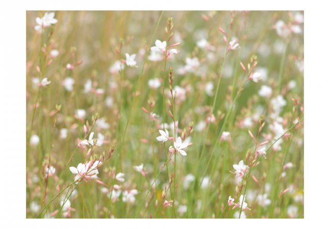 Fototapeta - Biele jemné kvety