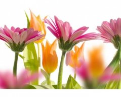 Fototapeta - Jarní květiny