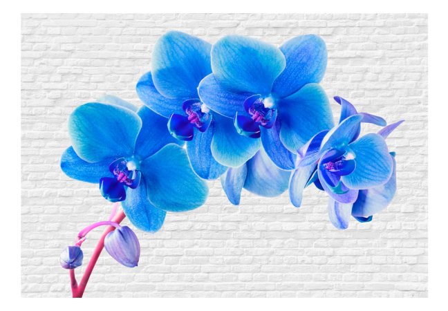 Fototapeta - Modrá orchidea