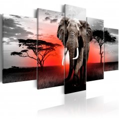 Obraz - Osamelý slon