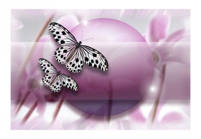 Fototapeta - Motýle