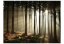 Fototapeta - Jehličnatý les