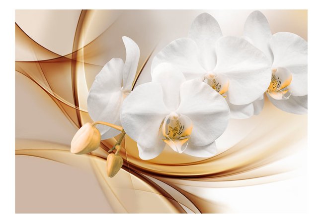 Fototapeta - Květ orchideje