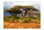 Fototapeta - Národná rezervácia Samburu, Keňa