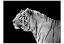 Fototapeta - Bílý tygr