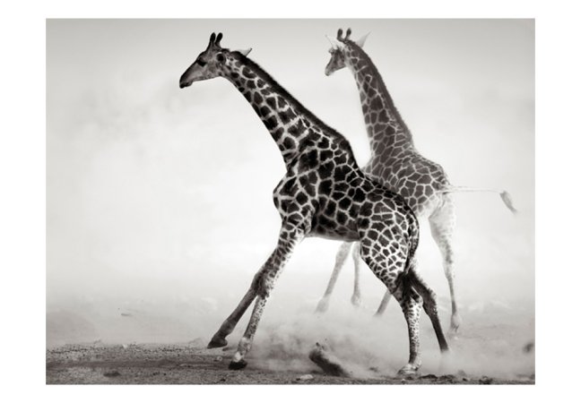 Fototapeta - Žirafy