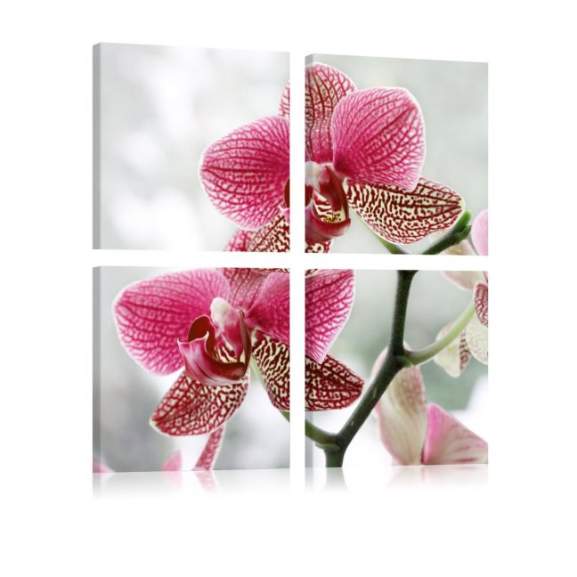 Obraz - Nádherná orchidej III