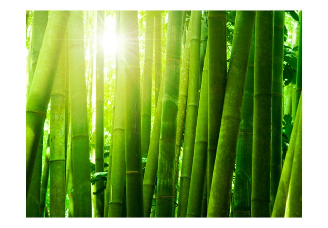 Fototapeta - Slunce a bambus