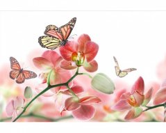 Fototapeta - Motýle a orchidey