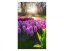 Fototapeta - Květiny hyacintu