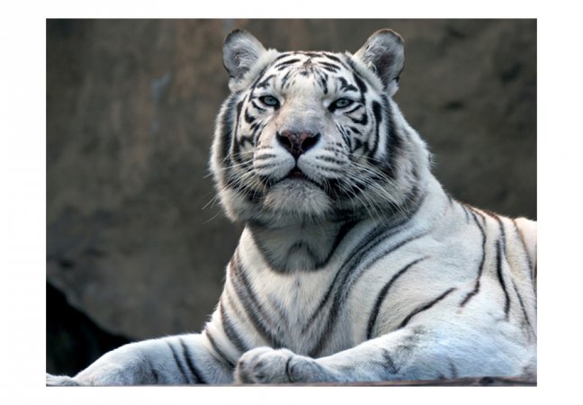 Fototapeta - Bengálský tygr v zoo