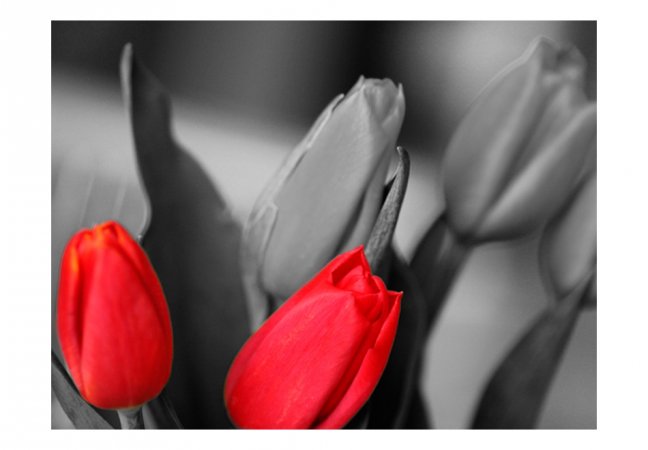 Fototapeta - Červené tulipány na čiernom a bielom pozadí
