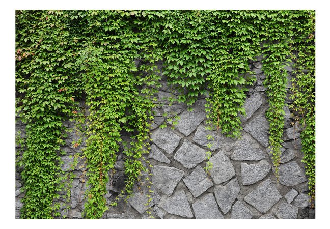 Fototapeta - Zelená zeď