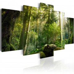 Obraz - Krása lesa