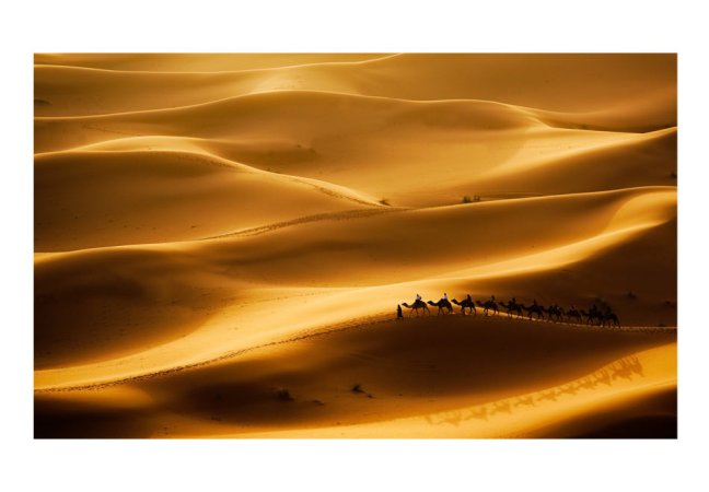 Fototapeta - Karavana velbloudů v poušti