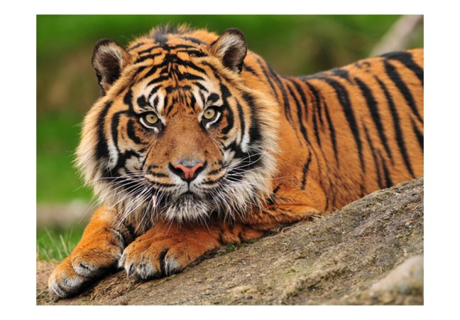 Fototapeta - Tiger sumatranský
