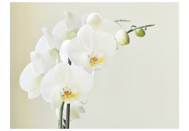 Fototapeta - Bílá orchidej III