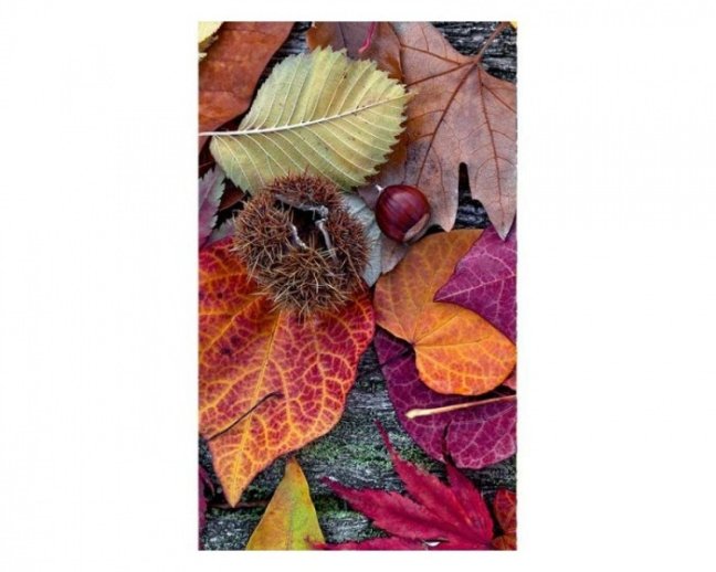 Fototapeta - Podzimní listí