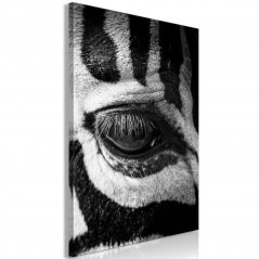 Obraz - Oko zebry