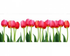 Panoramatická fototapeta - Tulipány
