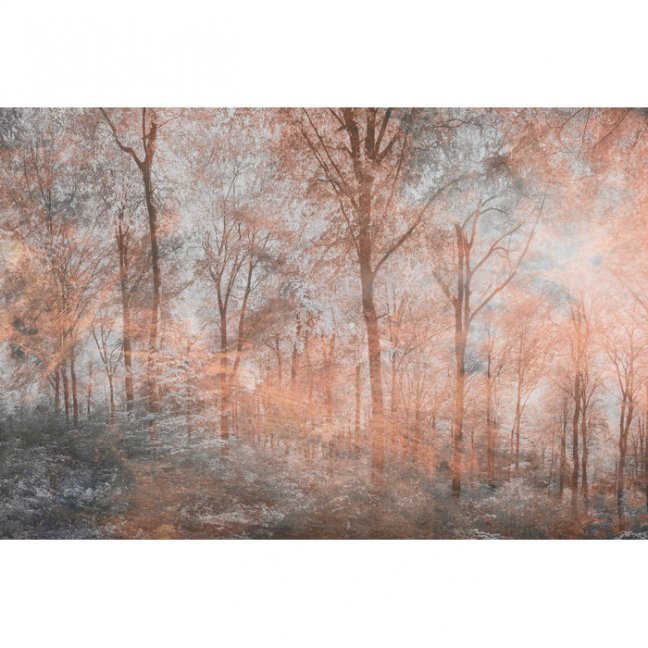 Fototapeta - Abstraktný farebný les