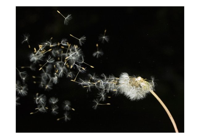 Fototapeta - Semena pampelišky ve větru