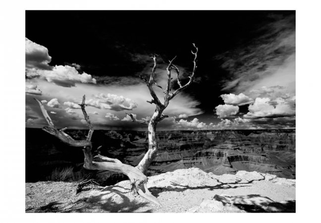 Fototapeta - Strom v Grand Canyonu