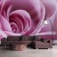 Fototapeta - Růžová růže