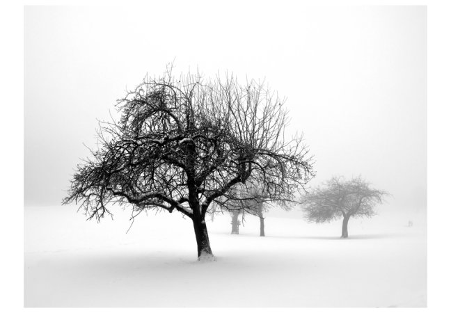 Fototapeta - Zima - stromy