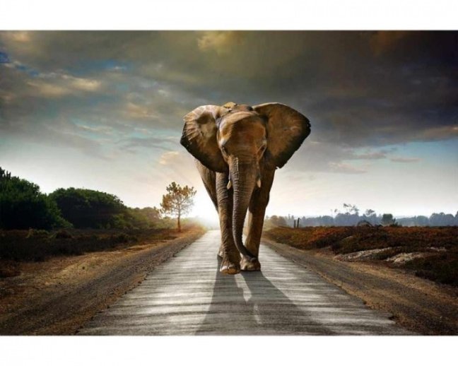 Fototapeta - Kráčajúci slon