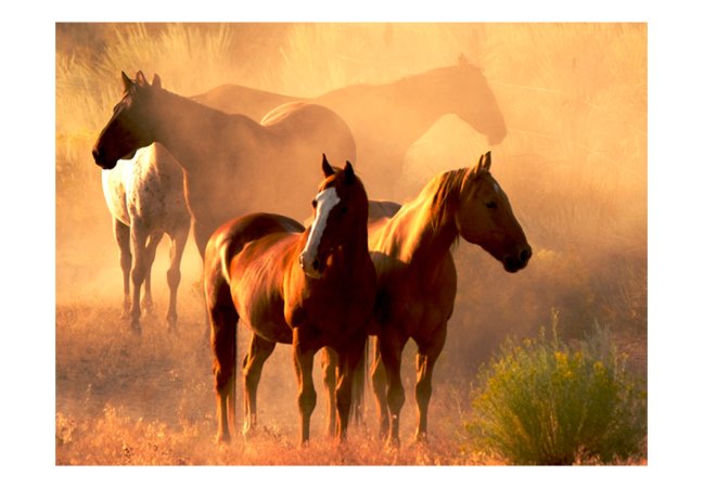 Fototapeta - Divoké koně ze stepi