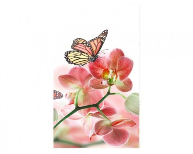 Fototapeta - Motýle a orchidey