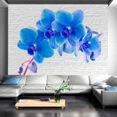 Fototapeta - Modrá orchidea