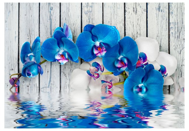 Fototapeta - Kobaltová orchidej