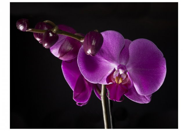 Fototapeta - Elegantní orchidej