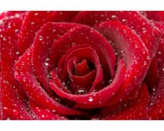 Fototapeta - Červená růže