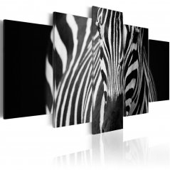 Obraz - Vzhľad zebry