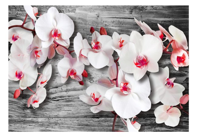 Fototapeta - Orchideje